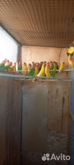 Попугаи неразлучники