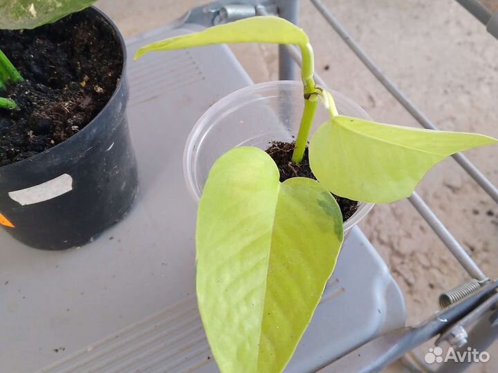 Комнатные растения номер 1