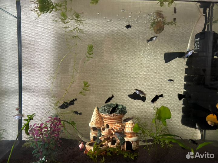 Аквариумные рыбки молинезии