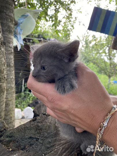 Котята ищут дом