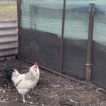 Молодые петухи доминант