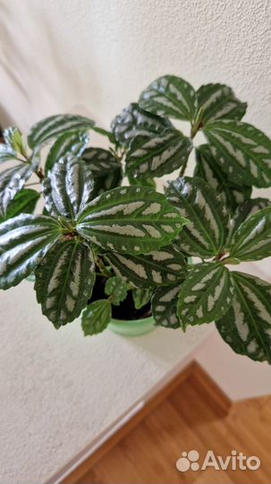 Аихризон,пилея кадье,гастерия в кашпо