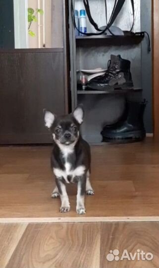 Щенок чихуахуа