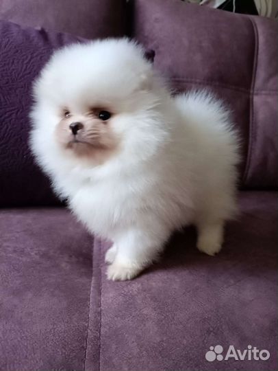 Померанский шпиц мини девочка