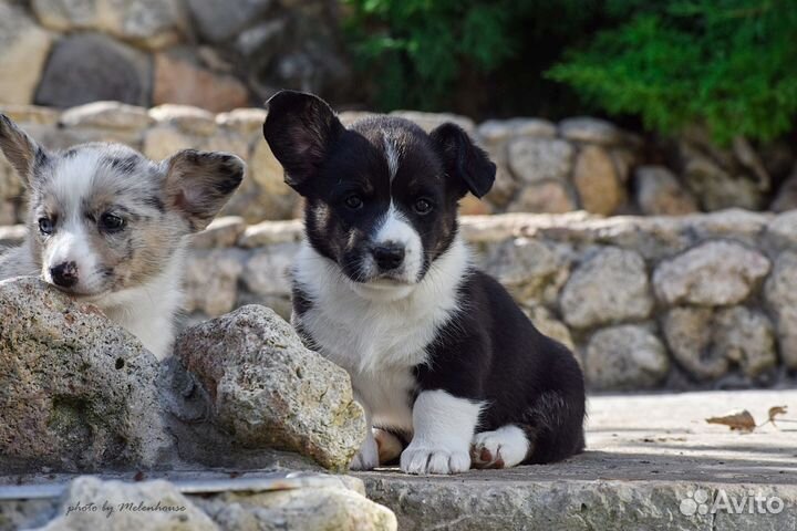Щенки корги кардиган