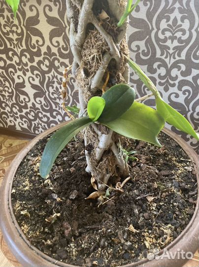 Фикус Бенджамина