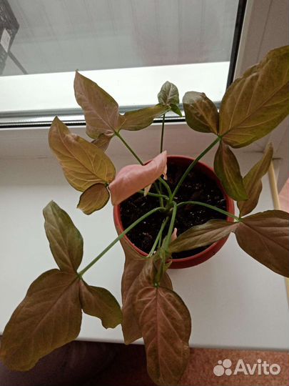 Сингониум регина ред