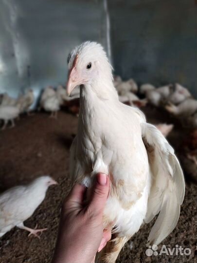 Куры молодки несушки, разные в наличии