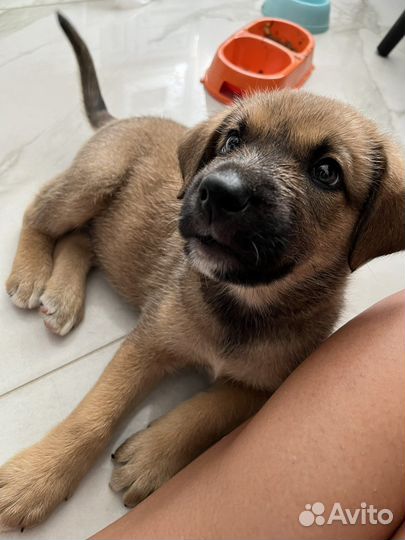 Щенок в дар