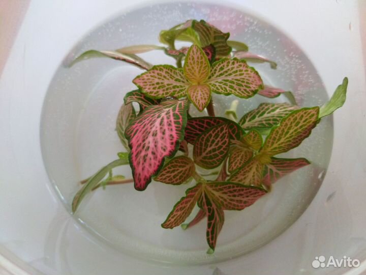 Фиттония черенки