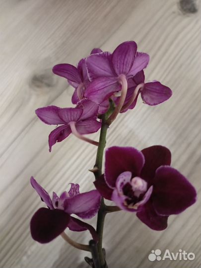 Орхидея мини,гузмания,брамелия, орхидея цимбидиум