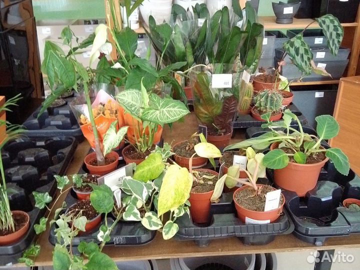 Комнатные растения цветы