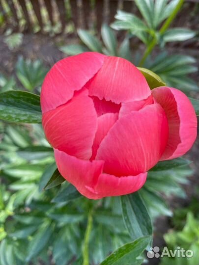 Пионы саженцы