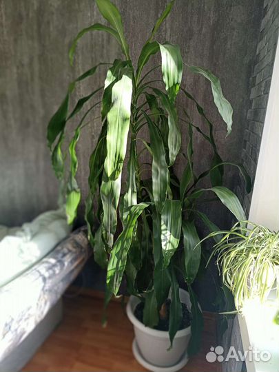 Драцена душистая
