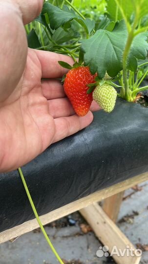 Клубника свежая