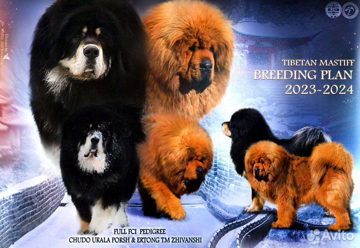 Щенки тибетского мастифа