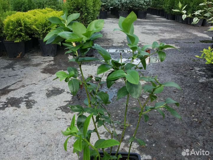 Саженцы голубики 2х летние