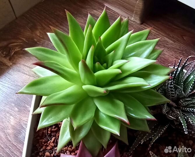 Флорариум из суккулентоа