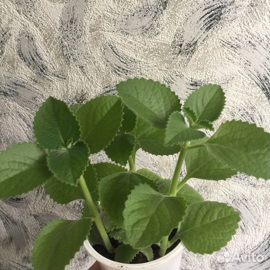 Плектрантус Домашняя мята