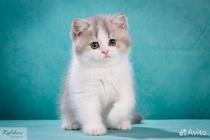 Британский голубой биколор