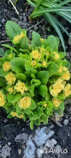 Примула беларина