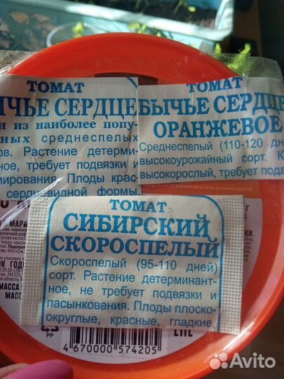 Рассада помидор