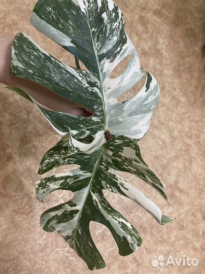 Филодендроны и сингониумы