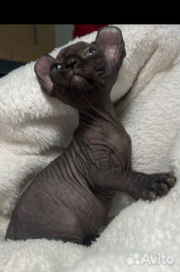 Канадский сфинкс-двэльф