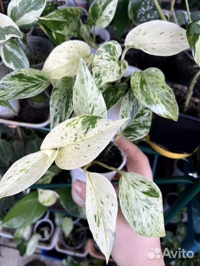 Сциндапсус Marble Queen Марбл квин