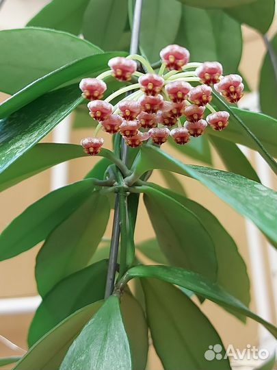 Хойя грацилис