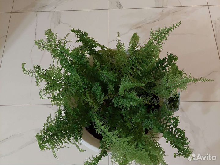 Папоротник комнатный