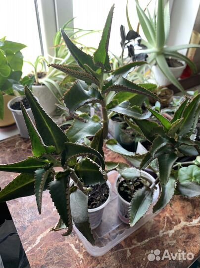 Каланхое лечебное