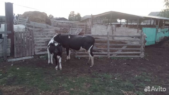 Корова с телёнком 2 пары и годовалая тёлка