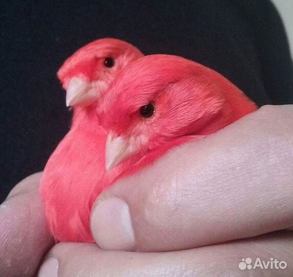 Кенара овсяночный и лесной напев