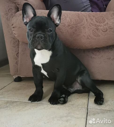 Французский бульдог кобель вязка