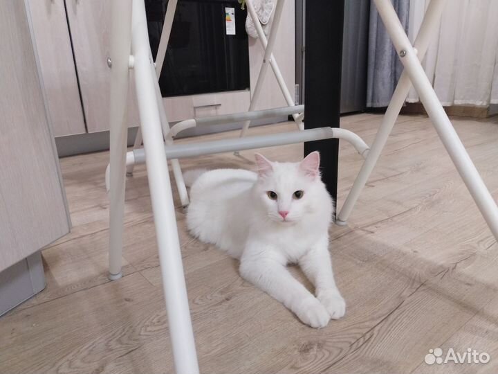 Отдам кота в добрые руки