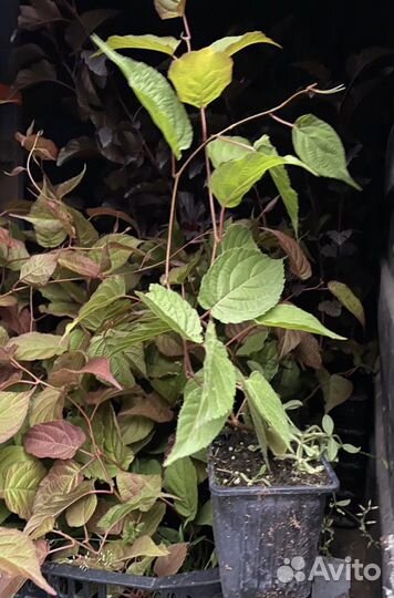 Актинидия зимующая 6 сортов-киви в горшках