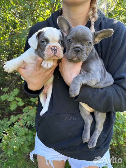 Французский бульдог голубой