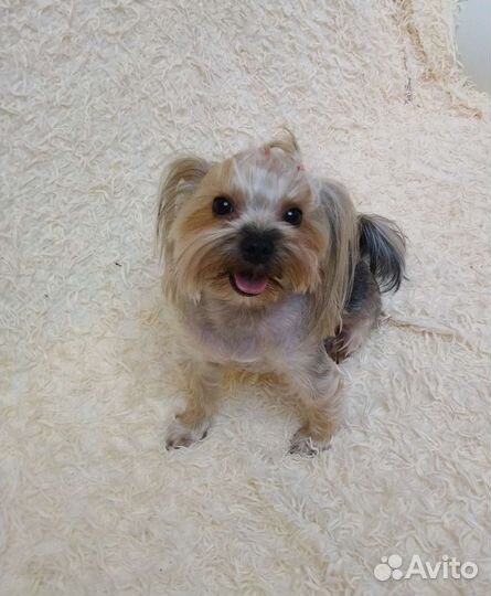 Йоркширский терьер мини девочка