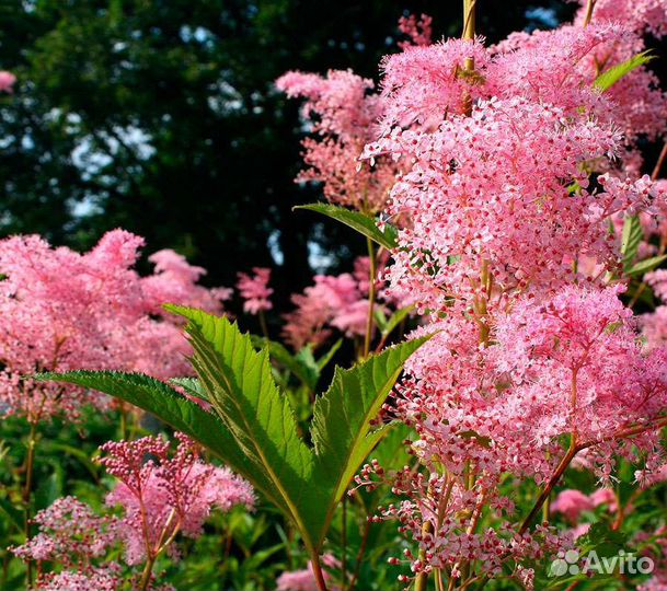 Таволга (Лобазник)