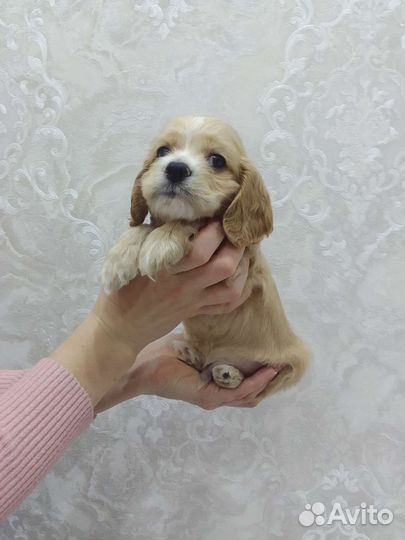 Щенки кокер спаниеля
