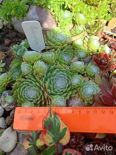 Каменная роза (сортовые молодила) 2