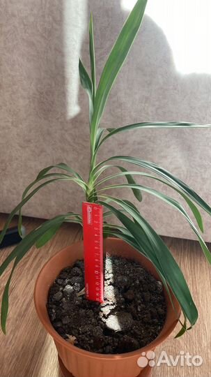 Пальма драцена