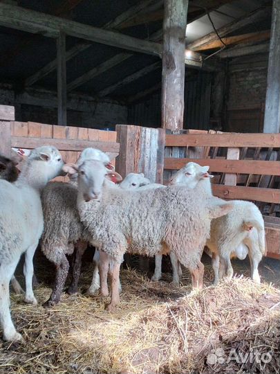 Помощники по хозяйству (семья) с проживанием