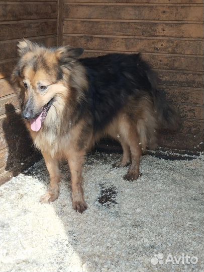 Пушистый красавец ищет дом в добрые руки