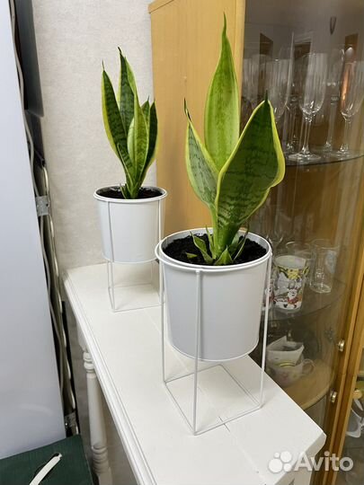 Сансевиерия Лауренти или тещин язык