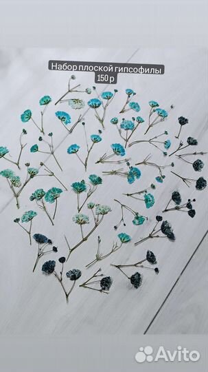 Плоская сныть, сухие цветы для творчества