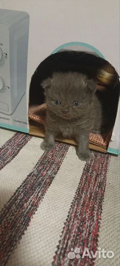 Котята