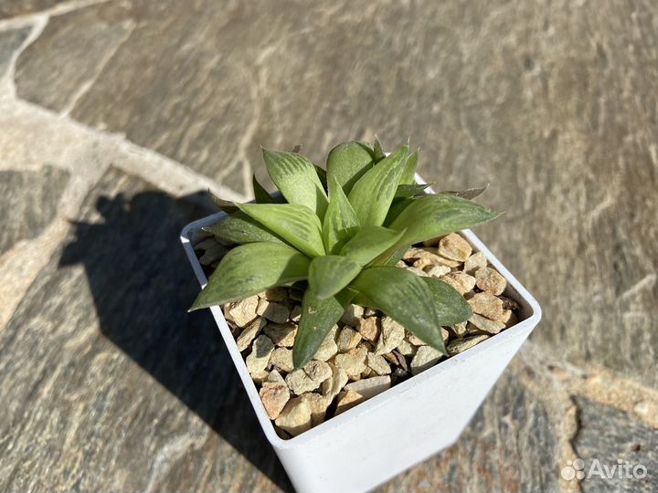 Суккулент хавортия ретуза