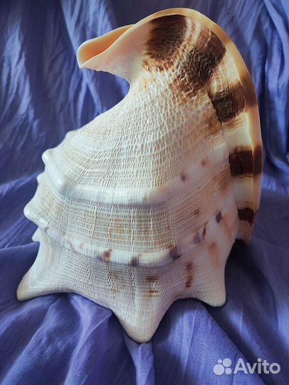 Ракушка морская большая